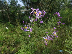 Galatella dahurica