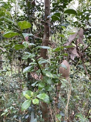 Citrus australis