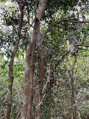 Citrus australis