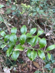 Citrus australis