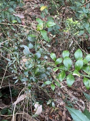 Citrus australis