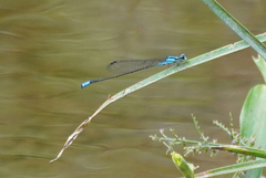 Acanthagrion trilobatum
