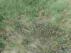 Poa glauca
