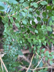Capparis sarmentosa
