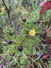Isopogon