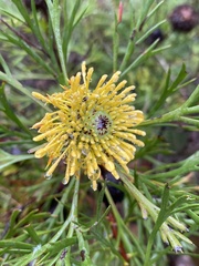 Isopogon