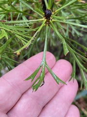 Isopogon
