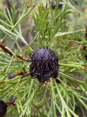 Isopogon