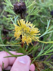 Isopogon