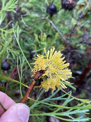 Isopogon