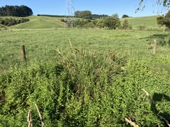 Cyperus ustulatus