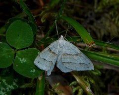 Perizoma parallelolineatum