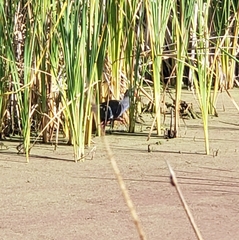 Porphyrio madagascariensis