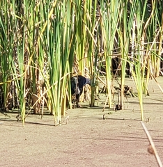 Porphyrio madagascariensis