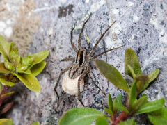 Pardosa bifasciata