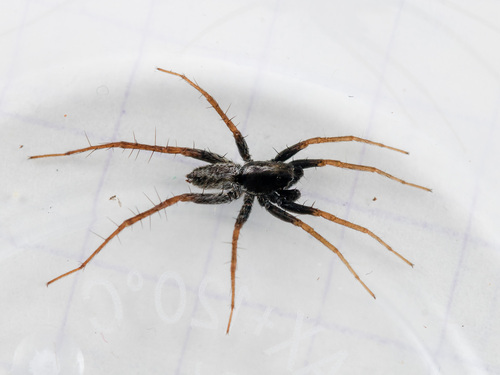 Pardosa à deux bandes