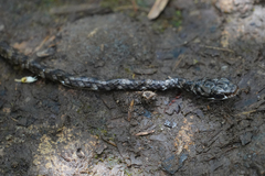 Chironius grandisquamis