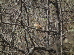 Emberiza cioides