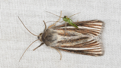 Heliocheilus cramboides