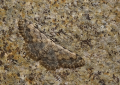 Scopula submutata