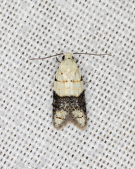 Tracholena sulfurosa