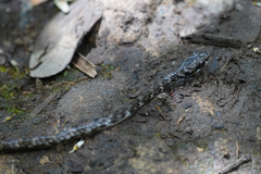 Chironius grandisquamis