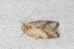 Oligoloba severa
