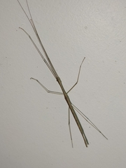 Scionecra queenslandica