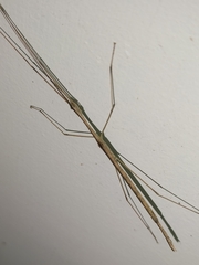Scionecra queenslandica
