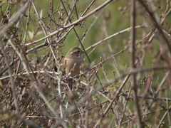 Emberiza cioides