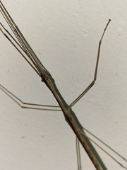 Scionecra queenslandica