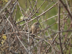 Emberiza cioides