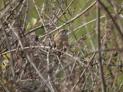 Emberiza cioides