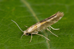 Argyresthia goedartella