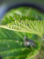 Urtica australis