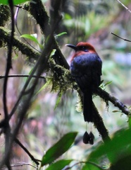 Baryphthengus martii