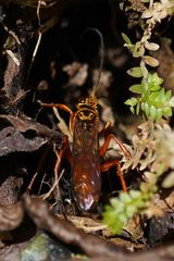 Sphex ichneumoneus