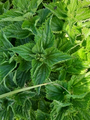 Urtica australis