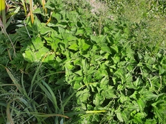Urtica australis