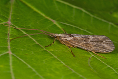 Agrypnia