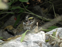 Emberiza chrysophrys