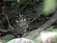 Emberiza chrysophrys