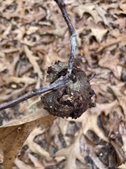 Callirhytis quercuscornigera