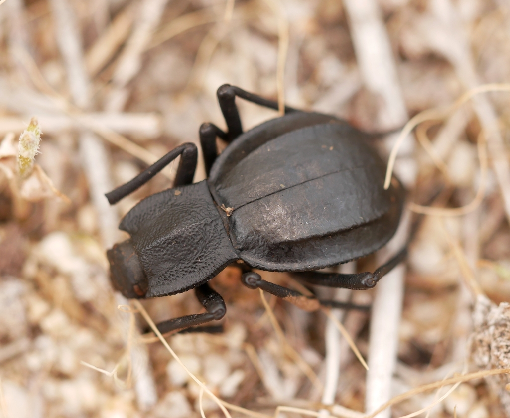Philolithus carinatus