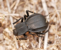 Stenomorpha confluens