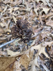 Callirhytis quercuscornigera