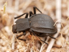 Stenomorpha confluens