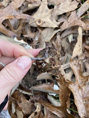 Callirhytis quercuscornigera