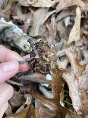 Callirhytis quercuscornigera