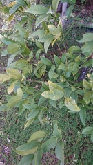 Citrus × aurantiifolia